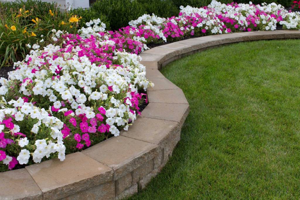 B's Montana Gardens Pink and White Seasonal Flowers